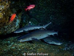 Three Musketeers

Whitetip Reef Shark - Triaenodon obes... by Stefan Follows 